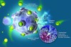 Fig 3. The positively charged chlorhexidine molecule binds first to the negatively charged bacterial cell surface and then to the inner cell membrane, leading to rupture, leakage of cell contents, and bacterial cell death.