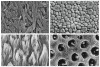 Fig 10. SEMs: lithium disilicate (upper left); zirconia (upper right); enamel (lower left); dentin (lower right).