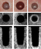 Fig 6. Results from a preclinical study demonstrating the ability of osseodensification burs to densify bone. Top row: surface view of 5.8 mm standard drilling (SD), extraction drilling (ED), and osseous densification (OD) osteotomies. Second and bottom rows: micro-computed tomography midsections and cross-sections, respectively. Note the layer of dense bone produced on the outer surface of the OD group. (Republished with permission of Quintessence Publishing Company Inc, from Huwais S, Meyer EG. <em>Int J Oral Maxillofac Implants</em>. 2017;32(1):27-36; permission conveyed through Copyright Clearance Center Inc)