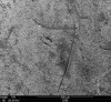 Fig 3. Enamel specimen without air abrasion after etching.