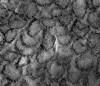 Fig 5. Enamel specimen with air abrasion after etching, at higher magnification.