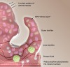 Fig 4. Oral biofilm cut section.