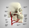 Fig 2. Major blood vessels to the jaws.