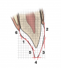 Fig 1. Functional esthetic matrix. (Original illustration by Peter E. Dawson, DDS, adapted with permission from Functional Occlusion: From TMJ to Smile Design.6,7 Copyright 2007, Mosby Elsevier)