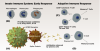 Fig 1. Immune response to infection by SARS-CoV-2. (A) The spike protein on SARS-CoV-2 binds to the ACE2 receptor on a lung cell. (B) Infection initiates the innate immune system, activating monocytes and macrophages, which release proinflammatory cytokines. Phagocyte ingestion of virus signals the adaptive immune system. (C) Vaccine studies measure elevation of CD8+ (cytotoxic T cells) and CD4+ (helper T cells). Studies look for high levels of Th1 cells and low levels of Th2 cells, which block the antiviral response. (D) B cells differentiate into plasma B cells, which produce neutralizing antibodies that bind to the spike protein. T and B cells also differentiate into memory T and B cells, which preserve the immune response to a pathogen over the long term.