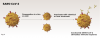 Fig 3. Inactivated virus platforms: the virus is cultured, and inactivated virus is produced by processing the products with heat or chemical treatment, resulting in a replication-inactive virus.