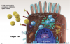 Fig 4. mRNA encoding the spike protein gene is encapsulated in a lipid nanoparticle. Upon penetrating the target cell membrane, the mRNA is released and diffuses to the ribosomes, where spike proteins are produced.