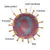 Fig 1. Illustration of SARS-CoV-2 virus. Note the spike protein extending from the surface of the envelope (E protein).