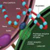 Fig 2. Illustration of the interaction of the spike protein with the lung cell membrane. The spike protein consists of two sections (S1 and S2). A protease enzyme removes the S1 segment and leaves the S2 portion available for interaction with the ACE2 receptor on the cell membrane. The spike then fuses with the cell membrane (medium green) opening a channel (seen in the upper right portion of the diagram) for entry of the N-protein-stabilized viral RNA into the cytoplasm of the mammalian cell.