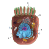 Fig 3. Illustration of the mammalian cell, showing how the virus can move throughout the internal portions of the cell. After entry into the cytoplasm (1) the virus progresses to the rough endoplasmic reticulum (ER), (2) then to the smooth ER (3), and to the Golgi apparatus (4) where it fuses with the inner portion of the outer cell membrane (dark green). The fully formed virus then moves out of the cell.