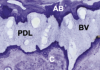 Fig 3. Histology demonstrating the presence of blood vessels (BV) within the periodontal ligament (PDL). This PDL spans the distance from the cementum (C) to alveolar bone (AB). (Image republished with permission of John Wiley & Sons, from Bosshardt DD, Bergomi M, Vaglio G, Wiskott A. J Anat. 2008;212(3):319-329. Permission conveyed through Copyright Clearance Center, Inc.)
