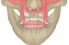 Fig 12. Illustration showing the maintenance of the muscle suspension using minimally invasive approach.