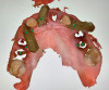 Fig 34. Initial scan of maxillary scan gauges with selected retained teeth for reference.