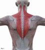 Fig 1. The trapezius muscle (highlighted in red) commonly affects dental professionals with pain or discomfort on their dominant side without appropriate ergonomic support.