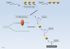 Fig 2. The mechanism of action of acyclovir in viral DNA replication. Acyclovir is first triphosphorylated by viral thymidine kinase. Phosphorylation events are represented by the yellow “P” circles. Following two more phosphorylation events, acyclovir is triphosphorylated and can be incorporated into a newly synthesized DNA strand by viral DNA polymerase. Pictured, the original DNA being replicated (green) is unwound and newly replicated DNA (purple) can be seen paired with it. Once acyclovir is incorporated into the new DNA strand, no more nucleotides can be added due to the absent hydroxyl group, resulting in chain termination.