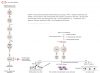 Fig 1. Mechanism of Types I and IV hypersensitivity reactions in penicillin allergy. (Adapted from Copaescu A, et al. Front Pharmacol.
2021;11:573573.9)