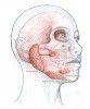 Fig 3. Scientific advances have led dentistry to consider saliva, a body fluid with an intricate composition, a viable diagnostic medium.