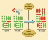 Figure 1  Schematic representation of the relationship between the microbial composition of dental plaque in health and disease. Potential pathogens (red) may be present in low numbers in plaque or transmitted in low numbers to plaque; both situations may be compatible with health. A major ecologic  pressure will be necessary for such pathogens to outcompete beneficial members of the resident microflora (green) and achieve the levels (numerical dominance) needed for  disease to occur. Possible ecologic pressures for caries include frequent sugar intake via the diet, repeated conditions of low pH, and low saliva flow. Disease could be prevented not  only by targeting the pathogen directly (eg, with antimicrobial agents) but also indirectly by interfering with the ecologic pressure responsible for the selection of the pathogen.