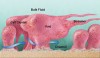 Figure 1  General biofilm characteristics. Courtesy of Dirckx P, Montana State University Center for Biofilm Engineering (MSUCBF).