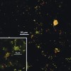 Figure 2b Typical colonization for human in vivo supragingival biofilms assessed by a retrievable enamel-chip model. Laser confocal microscopy of the chip surface after staining with the nucleic-acid stain acridine orange (green, stains all cells) and with an antibody that recognizes streptococcal receptor polysaccharide (RPS) (red, stains only the subset of streptococci that bear RPS). Insets: Electronic zoom of center region.  Heavier colonization showing most cells in clusters and many anti-RPS-reactive cells. Inset shows anti-RPS-reactive cells together with acridine orange-stained cells within a mixed microcolony.  Copyright American Society for Microbiology. Palmer RJ Jr, Gordon SM, Cisar JO, et al. Coaggregation-mediated interactions of streptococci and actinomyces detected in initial human dental plaque. J Bacteriol. 2003;185(11):3400-3409.