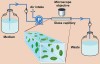 Figure 5b  Model systems for biofilm research in vitro. (B) Capillary flow system showing additional features common in flowcell approaches, 