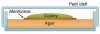 Figure 5f  Model systems for biofilm research in vitro. (F) Diagram of a colony biofilm.