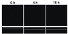 Figure 7a  Mutualistic growth of a dual-species oral biofilm in a flowcell as documented by laser confocal microscopy. Sterile 25% human saliva is the sole nutrient source. Upper panel in each pair is an XY view; smaller lower panel is a cross section (XZ view, white line represents the coverslip). Upper left panels and upper right panels: time course of growth of A oris T14V.