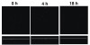 Figure 7b  Mutualistic growth of a dual-species oral biofilm in a flowcell as documented by laser confocal microscopy. Sterile 25% human saliva is the sole nutrient source. Upper panel in each pair is an XY view; smaller lower panel is a cross section (XZ view, white line represents the coverslip). Upper left panels and upper right panels: time course of growth of S oralis 34. Growth is limited; small clusters of cells form during the 18-hour experiment. Bottom panel: the combination of organisms (S oralis in red, A oris in green)