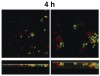 Figure 7d  Right panel in each pair is a 3x zoom of the left panel. A large amount of biomass is produced, and the two cell types form interdigitated colonies..