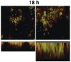 Figure 7e  Right panel in each pair is a 3x zoom of the left panel. A large amount of biomass is produced, and the two cell types form interdigitated colonies.