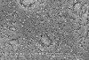 Figure 7  Scanning electron micrograph of the microstructure of a lithium-disilicate glass-ceramic. Acid etching reveals the fine crystal structure.