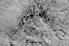 Figure 6  High-magnification view of biofilm noted in Figure 5. Biofilm is dominated by long filamentous microbes and shows signs of mineralizing to become dental calculus (circle). Bar = 20 µm at an original magnification of 1,500x.