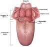 Figure 1  Anatomical boundaries of the oral cavity and oropharynx (frontal view).