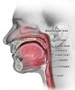 Figure 2  Anatomical boundaries of the oral cavity and oropharynx (lateral view).